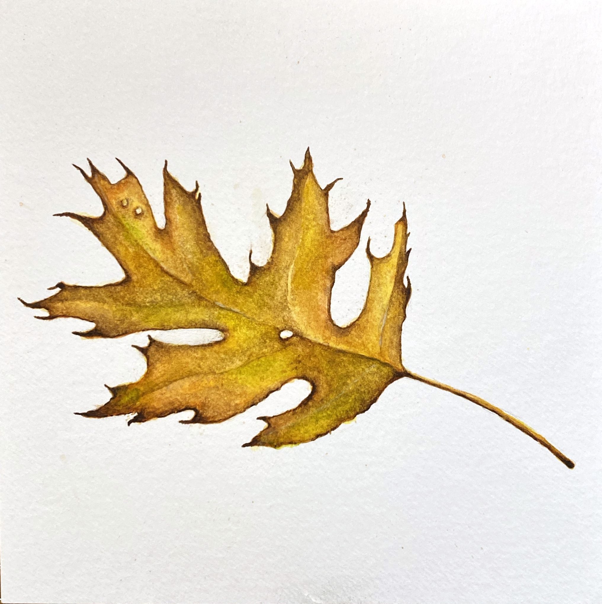 Pine Leaf in Watercolors